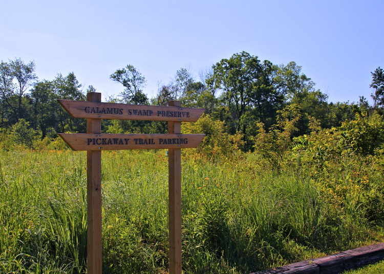 A photo of a signpost in Calamus Swamp in Ohio saying Calamus Swamp Preserve on the top part, and Pickaway Trail Parking on the bottom part.