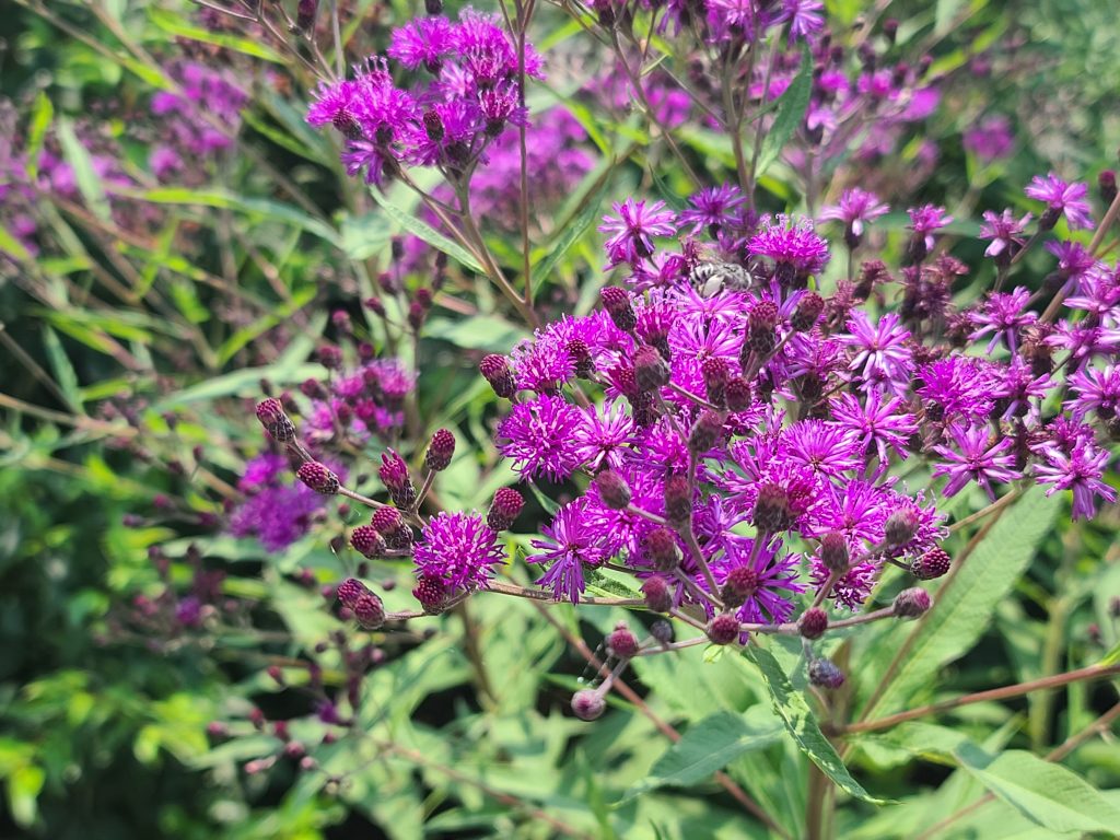 An up-close image of purple flowers at A.W. Marion State Park.